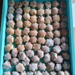 2022_dicembre_29_hicsum_15_burundi_spazio_spadoni_misericordia_arezzo_formazione_biscotti_sr_lea