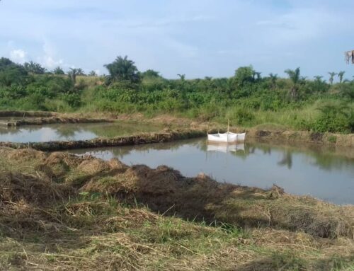 RDC, a Kisangani con la rigenerazione di un allevamento di pesci rinasce la speranza