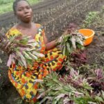 24 04 2024 attività agricoltura sr yvette piantato 3 tipi (4)