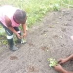 24 04 2024 attività agricoltura sr yvette piantato 3 tipi (5)