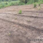 24 04 2024 attività agricoltura sr yvette piantato 3 tipi (9)