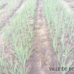 24 04 2024 attività agricoltura sr yvette piantato 3 tipi melanzane 2 di amaranto sedano cavolo peperoni carote ci sn 5 lavora (1)