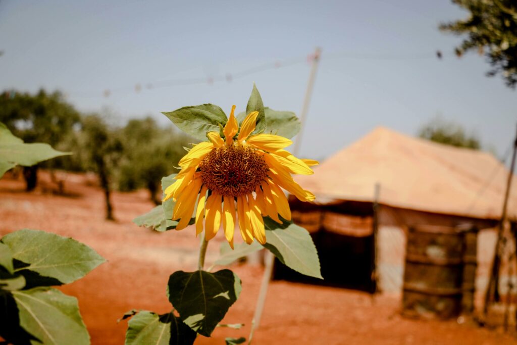 fiore-Siria