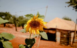 fiore-Siria