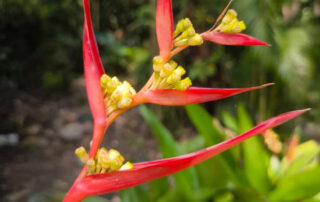Flower-Myanmar