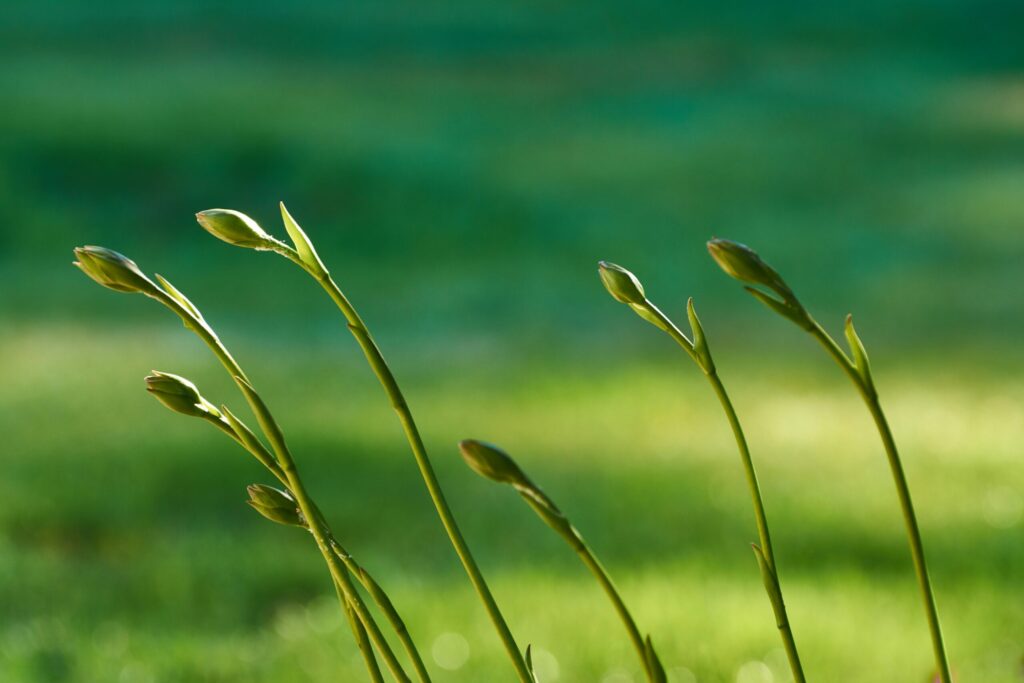 dariusz-mejer-boccioli di fiore-unsplash