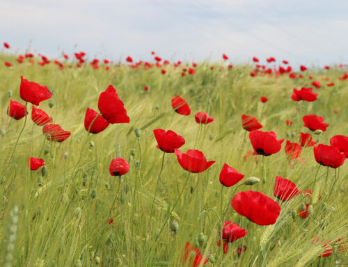 I sogni di un missionario… CRESCERE INSIEME