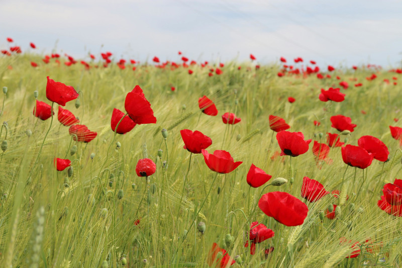 I sogni di un missionario… CRESCERE INSIEME