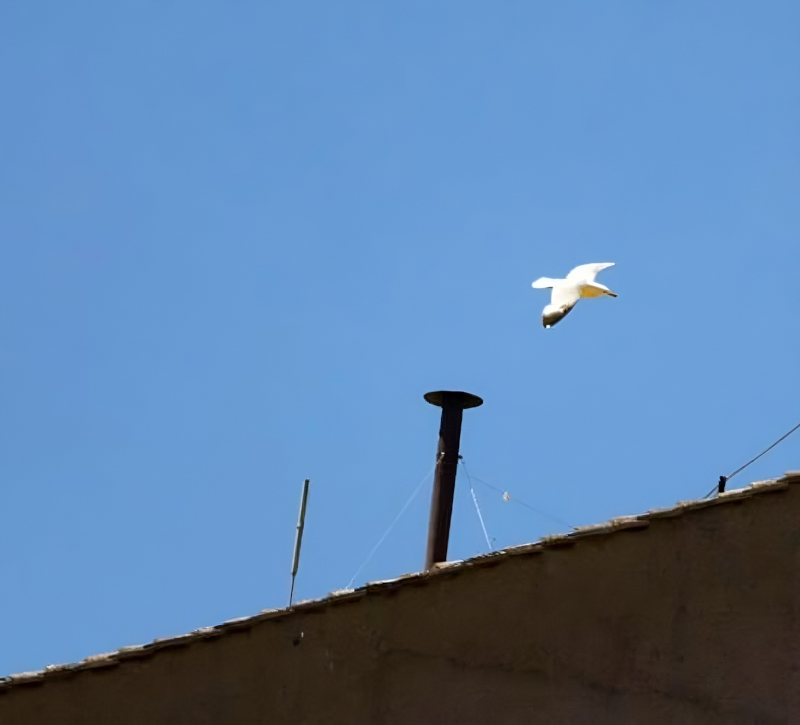 “Costretti ad alzare gli occhi verso il Cielo”