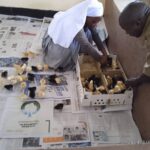 2024_marzo_Tanzania_Africa_pollaio_impresa_sociale_hic_sum_suor_Leah_spazio_spadoni