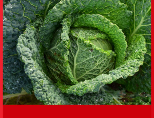 Congo Rd | “Crediamo fermamente nella vita quando abbiamo un piccolo spazio per fare del bene”