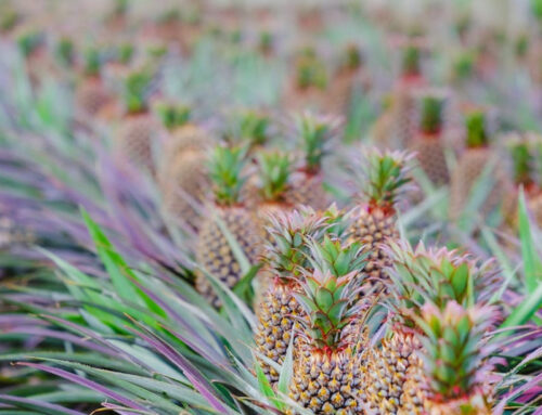 Vietnam | Gli ananas della parrocchia di Dien Bien, i poveri delle montagne e la carità di Cristo