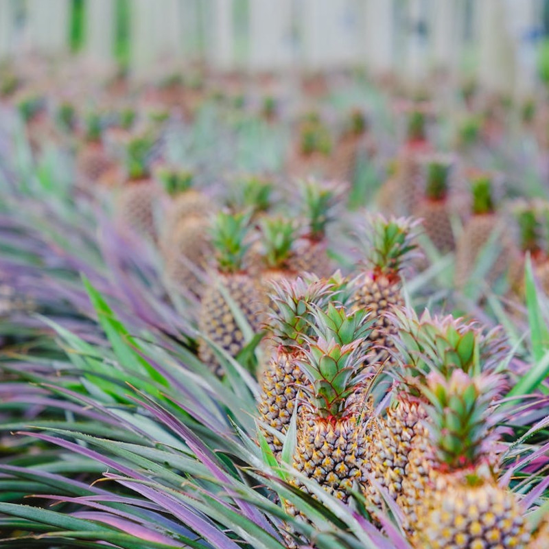 Vietnam | Gli ananas della parrocchia di Dien Bien, i poveri delle montagne e la carità di Cristo