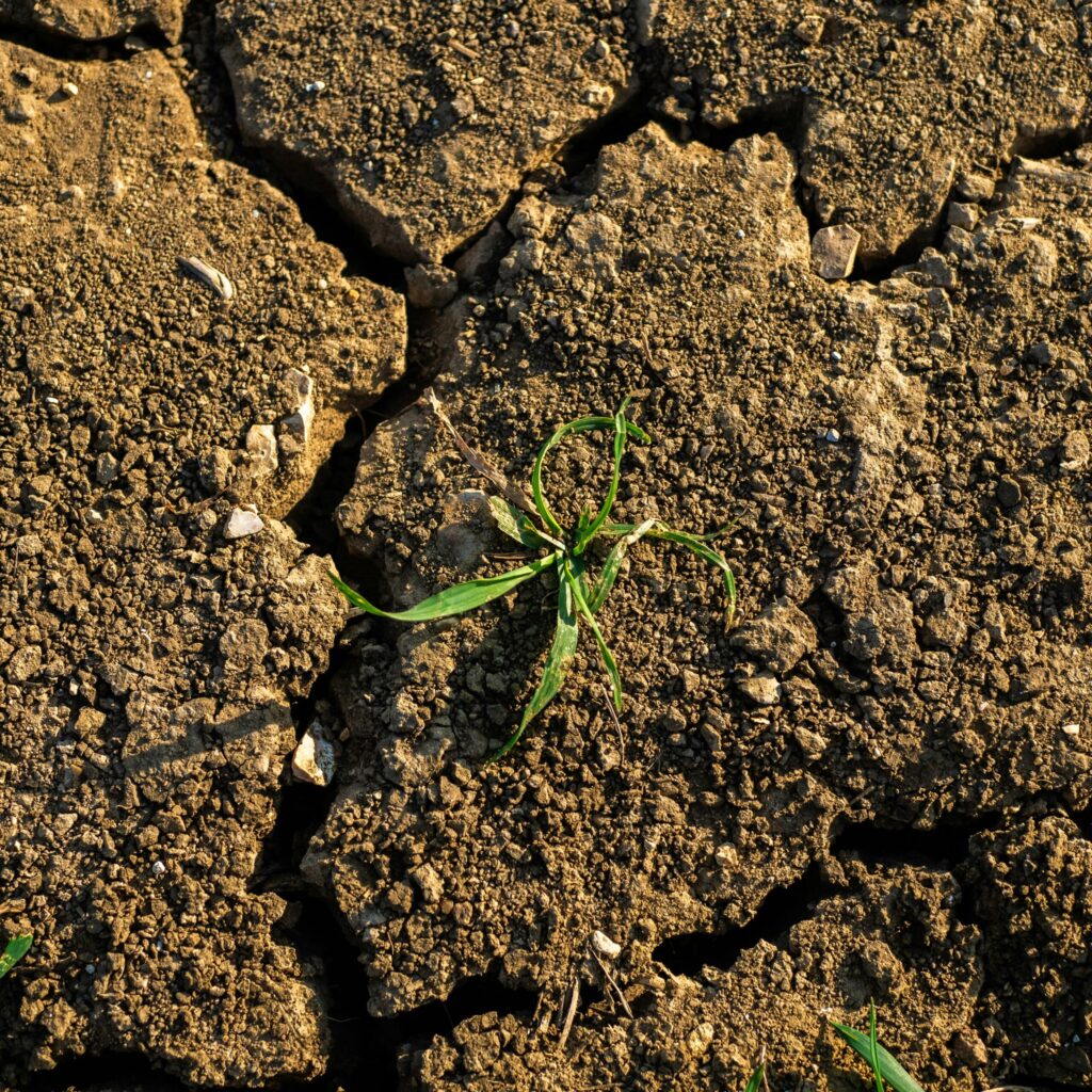 Pianta che germoglia dal terreno di Tom Rogers su Unsplash