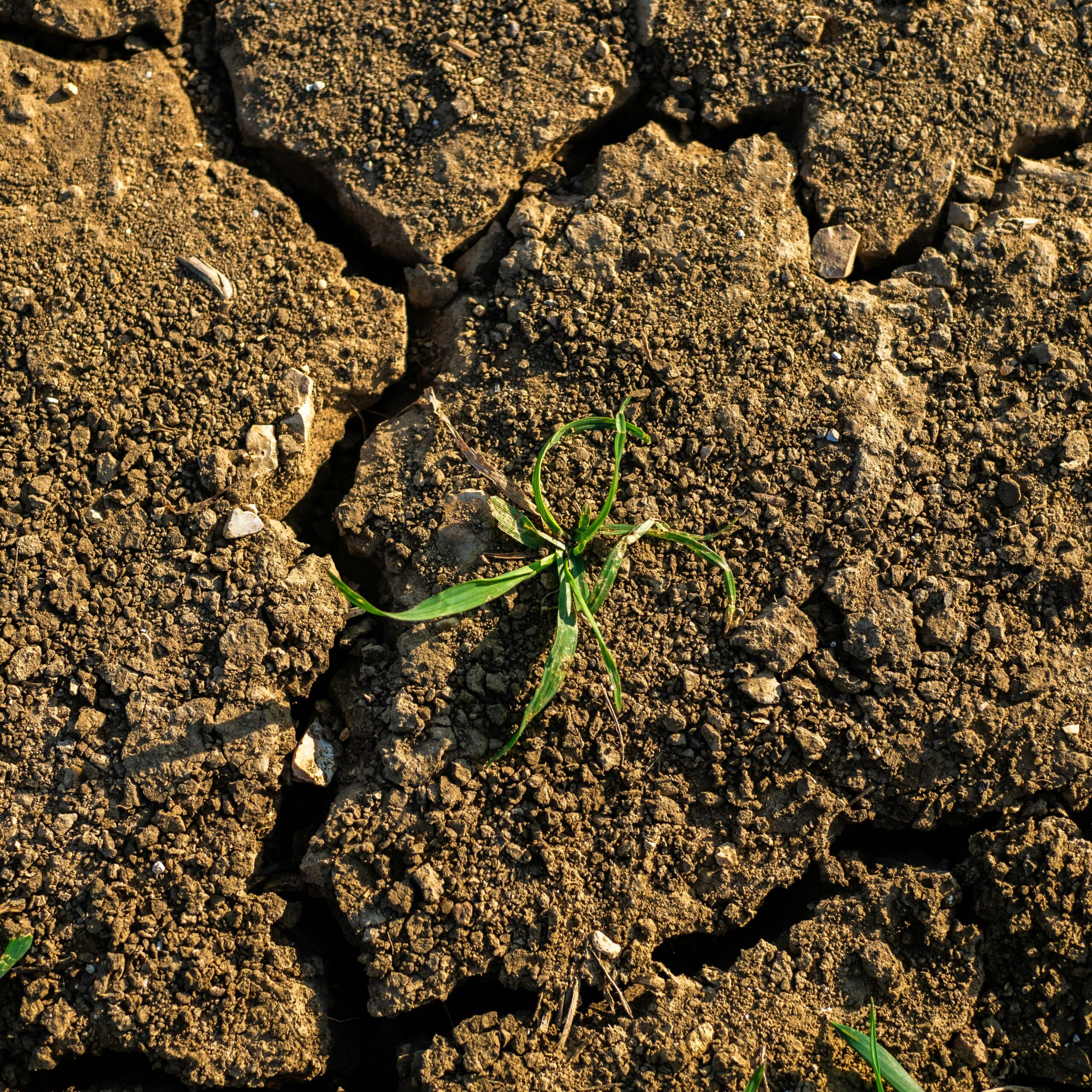 Pianta che germoglia dal terreno di Tom Rogers su Unsplash