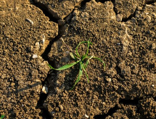 Giornata mondiale dell’Alimentazione e discorso  di Leone XIV alla FAO