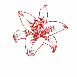 giglio-testimoni-misericordia