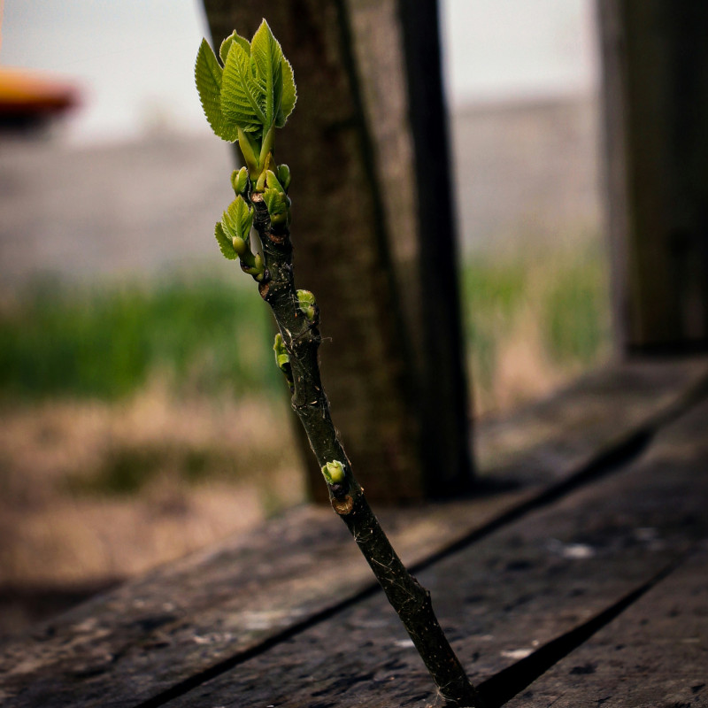 Indonesia, Isola di Flores | Opere di misericordia che diventano “miracoli”