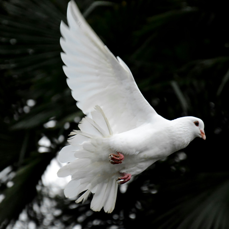 “La pace sia con tutti voi”: il messaggio di Papa Leone XIV per la Giornata Mondiale della Pace