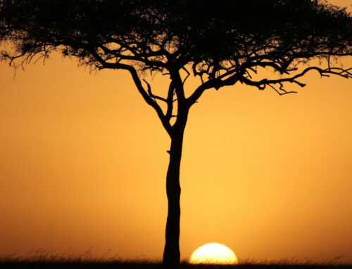 Uganda | I giovani cattolici in cammino