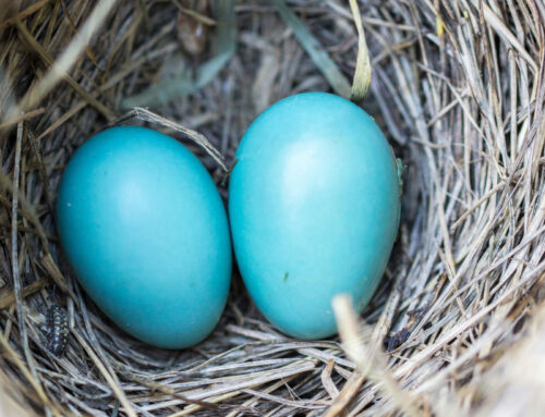 Riconoscere le fragilità ci porta a compiere opere di misericordia