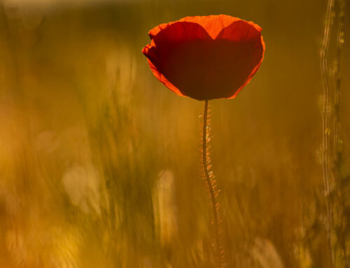 Sardegna | L’impegno delle delegate missionarie