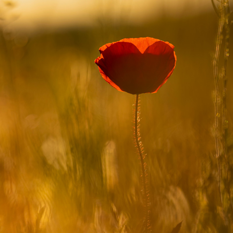 Sardegna | L’impegno delle delegate missionarie