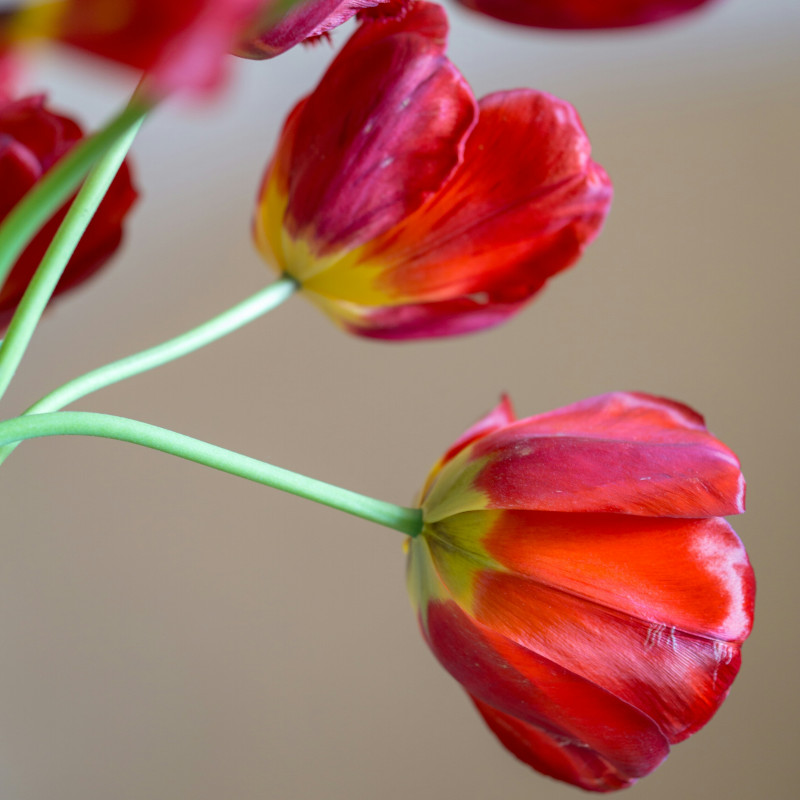 amore-misericordia-san-valentino-coppie