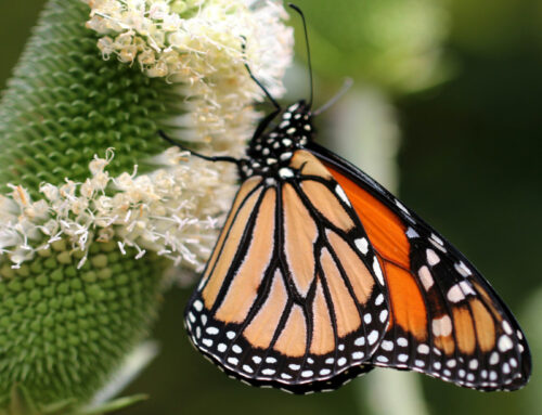 Ammonire i peccatori per salvarli: quando la verità diventa misericordia