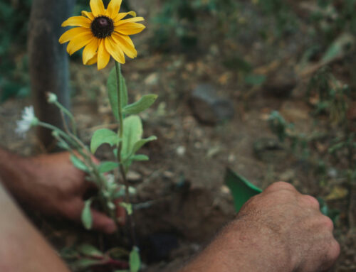 Tutto vince l’amore