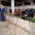 2026_22_marzo_madagascar_suore_sacro_cuore_allevamento_progetto_impresa_sociale_mucche_toro_spazio_spadoni (1)