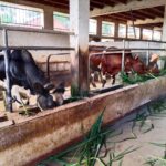 2026_22_marzo_madagascar_suore_sacro_cuore_allevamento_progetto_impresa_sociale_mucche_toro_spazio_spadoni (2)