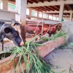 2026_22_marzo_madagascar_suore_sacro_cuore_allevamento_progetto_impresa_sociale_mucche_toro_spazio_spadoni (3)