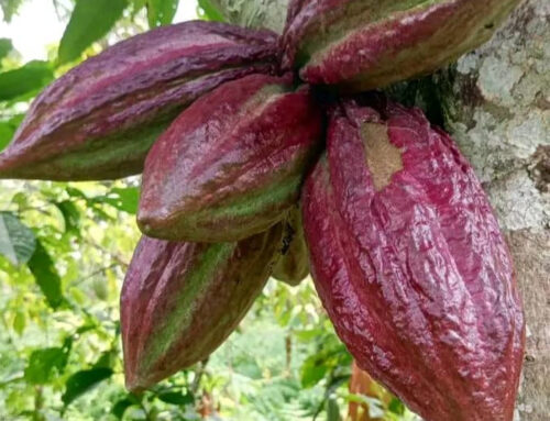 Africa, Ghana e Costa d’Avorio | La crisi del cacao tra giustizia, solidarietà e dignità dei produttori