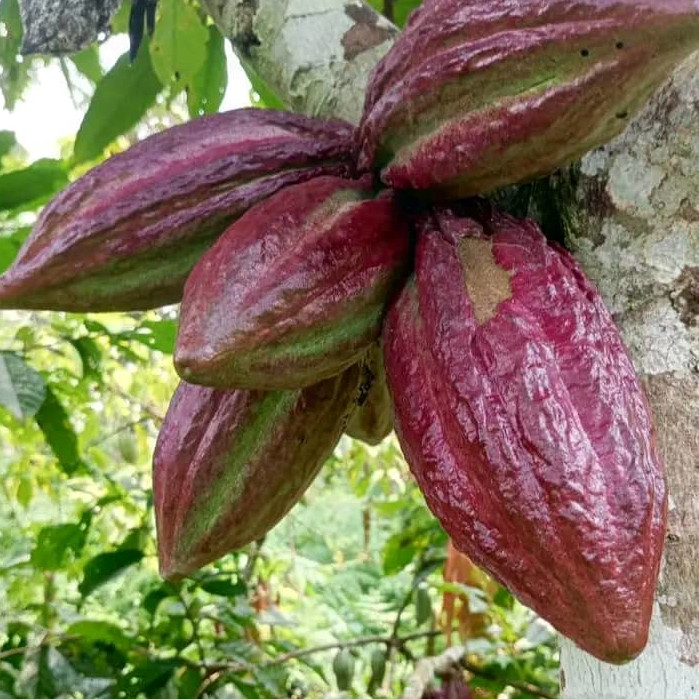 cacao-sfruttamento-lavoro_Africa cacao-sfruttamento-lavoro_Africa