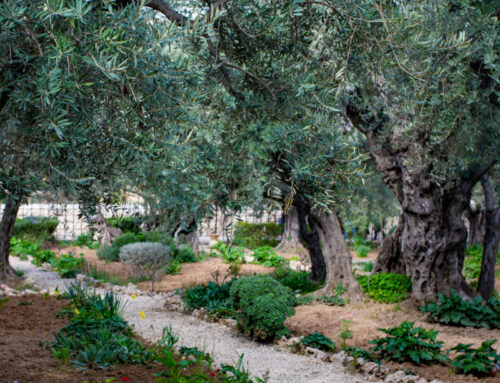Gerusalemme | Domenica delle Palme senza processione, ma con speranza