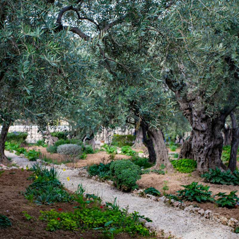 giardino-Getsemani_Gerusalemme giardino-Getsemani_Gerusalemme