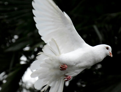 13 marzo 2026: la Chiesa italiana in preghiera e digiuno per la pace