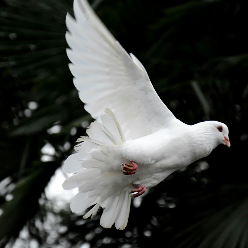 13 marzo 2026: la Chiesa italiana in preghiera e digiuno per la pace