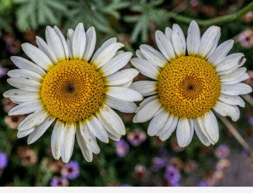 Esplorare nuove vie di prossimità