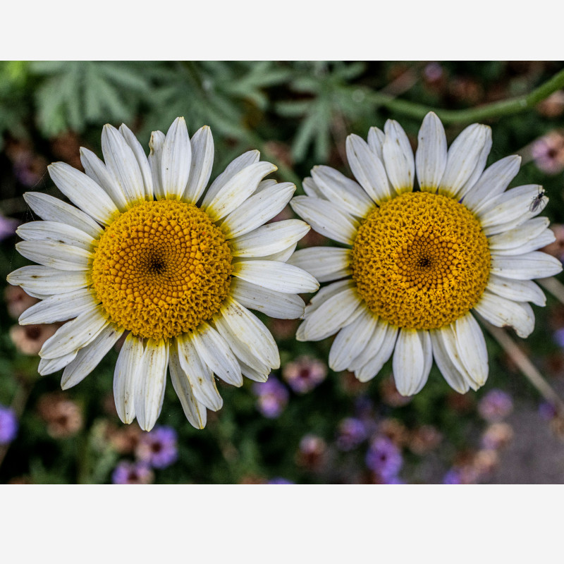 Esplorare nuove vie di prossimità