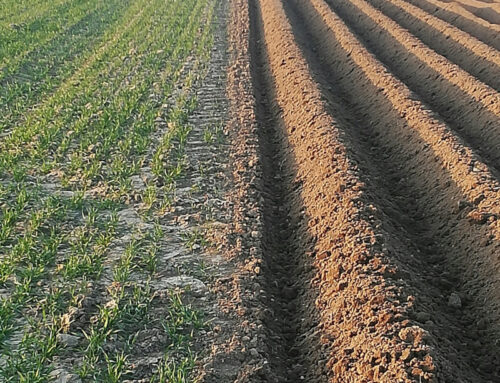 Seminare accoglienza nella Giornata della sindrome di Down
