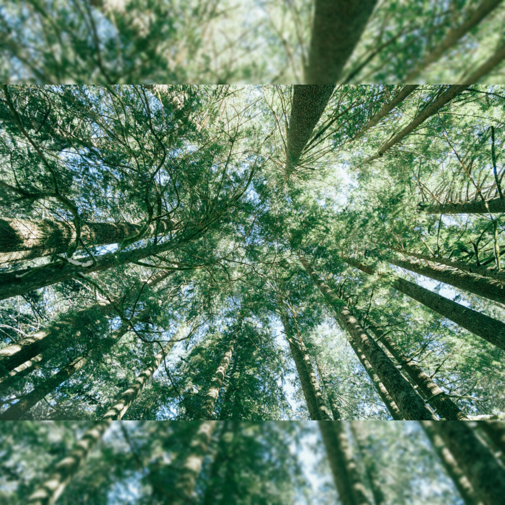 Immagine dal basso di alti alberi