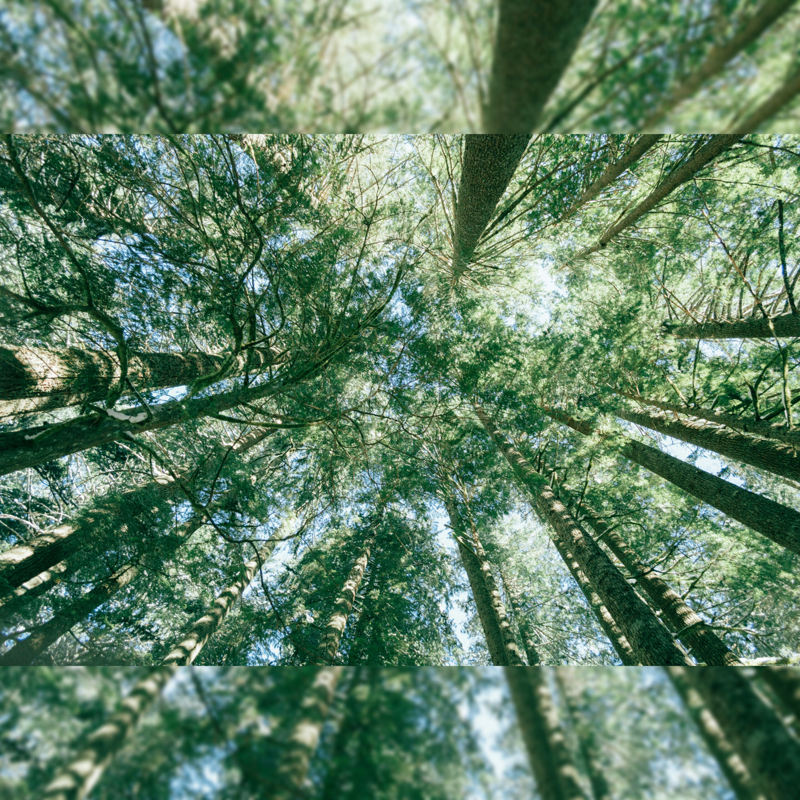 Immagine dal basso di alti alberi