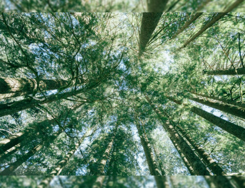 Global Alliance: una rete mondiale per l’ecologia integrale