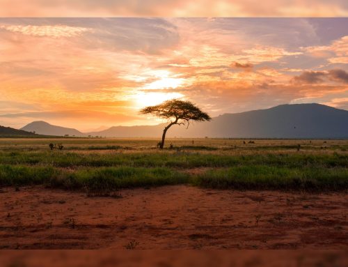 Papa Leone in Africa: un pellegrinaggio di misericordia nel cuore del continente