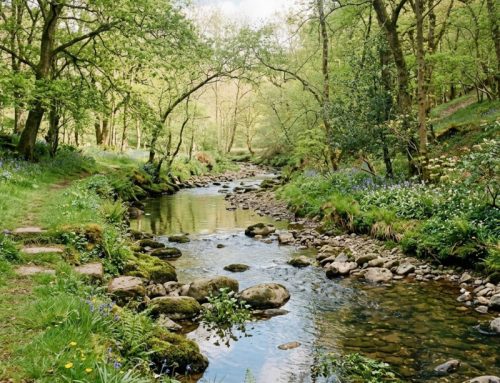 vivere la mitezza: una forza interiore che disarma