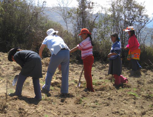 Perù | Una serra per coltivare ortaggi