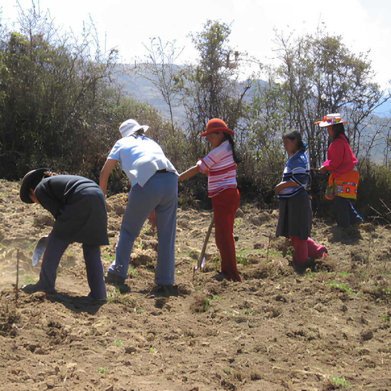 Perù | Una serra per coltivare ortaggi