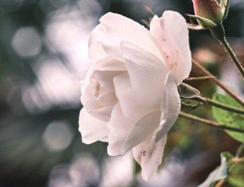 Eccomi! Dalla Croce alla Resurrezione